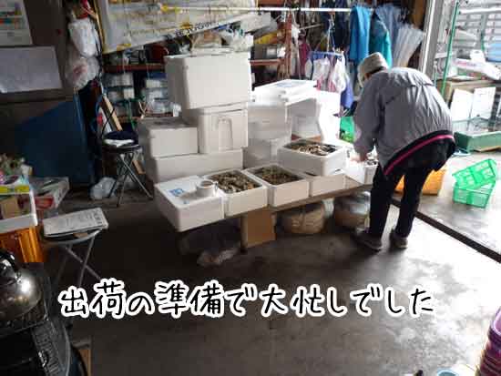 糸島牡蠣小屋　牡蠣の発送作業